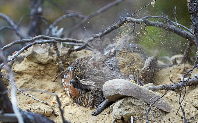 Hazelhoen neemt zandbad, Hazel Grouse sand bathing stock-image by Agami/Markus Varesvuo,