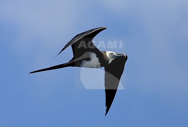 Ascension Frigatebird vliegend; Ascensionfregatvogel vliegend stock-image by Agami/Marc Guyt,