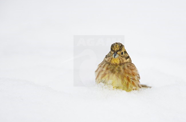 Volwassen mannetje Geelgors in de winter; Adult male Yellowhammer in winter stock-image by Agami/Markus Varesvuo,