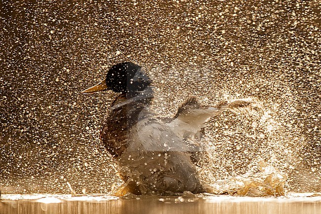 Mannetje Wilde Eend wassend, Mallard male washing stock-image by Agami/Bence Mate,