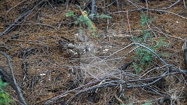 Caspian Eurasian Nightjar sitting on the ground in Kazakhstan May 2017. stock-image by Agami/Vincent Legrand,