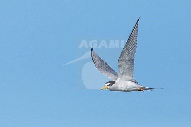 Adult Least Tern (Sternula antillarum) in summer plumage flying against blue sky in Galveston County, Texas, USA. stock-image by Agami/Brian E Small,