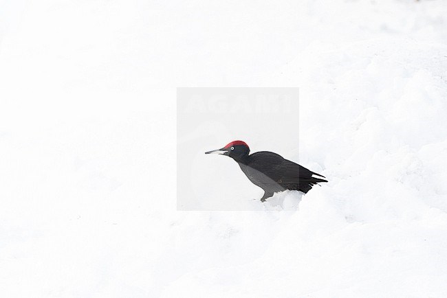 Wintering Black Woodpecker (Dryocopus martius) in Finnish taiga forest near Kuusamo during a cold winter. stock-image by Agami/Marc Guyt,