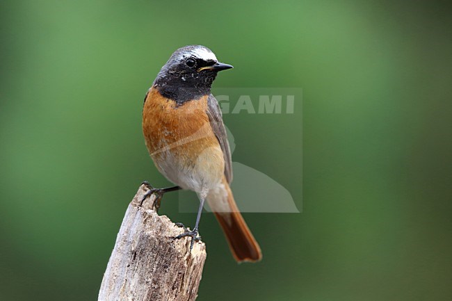 gekraagde roodstaart op een stronk;  Common Redstart on a stump stock-image by Agami/Chris van Rijswijk,