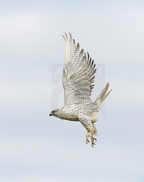 Giervalk, Gyrfalcon, Falco rusticolus stock-image by Agami/Tomi Muukkonen,