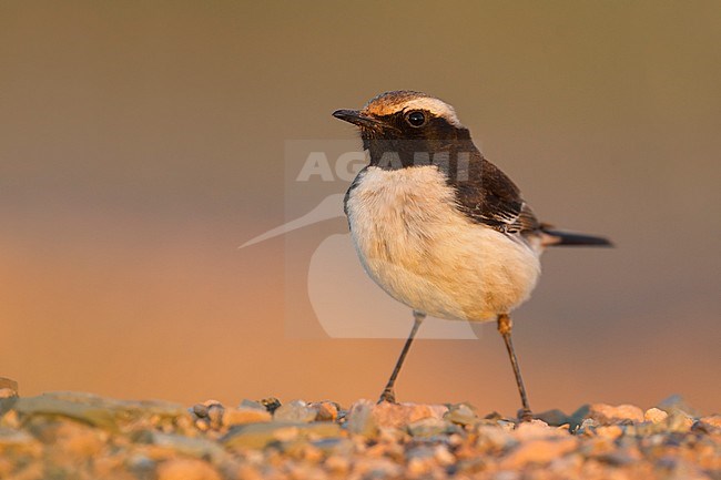 Red-rumped Wheatear - Fahlbürzel-Steinschmätzer - Oenanthe moesta, Morocco, adult male stock-image by Agami/Ralph Martin,