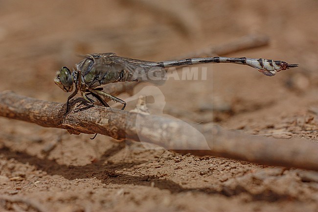 Imago Vaandeldrager; Adult Bladetail stock-image by Agami/Paul Schrijvershof,