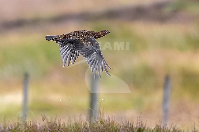 Red Grouse (Lagopus scotica) flying over the heather in Spartleton Hill, East Lothian, Scotland, United Kingdom. stock-image by Agami/Vincent Legrand,