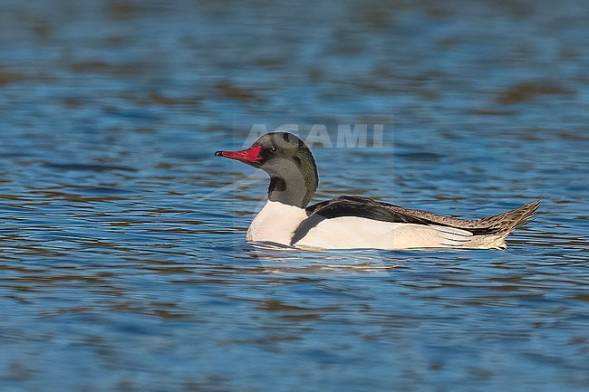 Adult male
Sacramento Co., CA
January 2023 stock-image by Agami/Brian E Small,