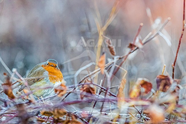European Robin (Erithacus rubecula) in winter on frozen branch stock-image by Agami/Daniele Occhiato,