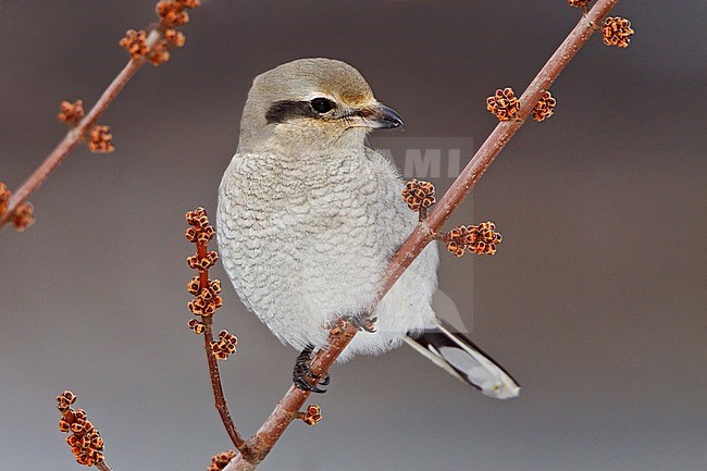 Northern Shrike (Lanius excubitor) perched on a branch in Toronto, Ontario, Canada. stock-image by Agami/Glenn Bartley,