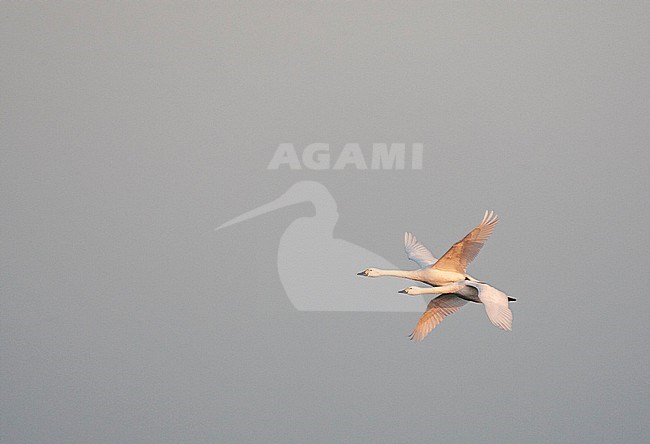 Bewick's Swan (Cygnus bewickii) wintering at Starrevaart, the Netherlands stock-image by Agami/Marc Guyt,