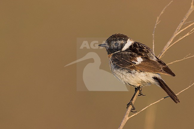 Siberian Stonechat - Pallasschwarzkehlchen - Saxicola maurus, Russia (Ural), 2nd cy male stock-image by Agami/Ralph Martin,