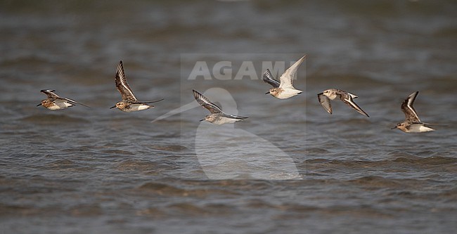 Flock of adult Sanderling (Calidris alba) flying over water during migration at Blåvandshuk, Denmark stock-image by Agami/Helge Sorensen,