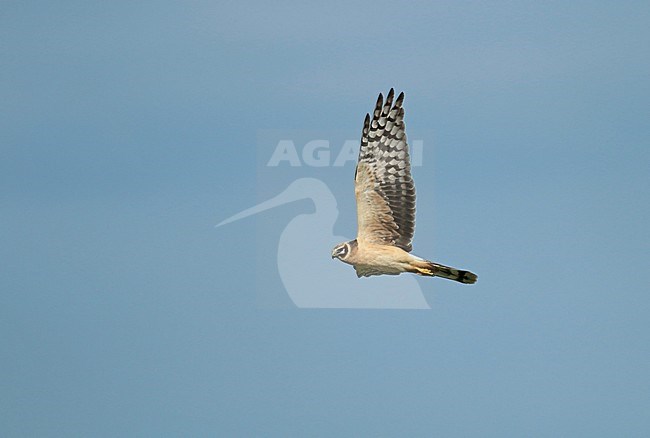 Pallid harrier (Circus macrourus), immature female in flight seen from the side showing under wing. stock-image by Agami/Fred Visscher,