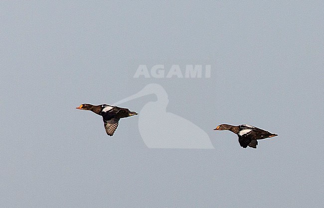 Two male King Eiders (Somateria spectabilis), left bird in eclipse plumage, in the Chukchi Sea near Utgiagvik in Alaska, United States. Flying against the sky as a background. stock-image by Agami/Edwin Winkel,