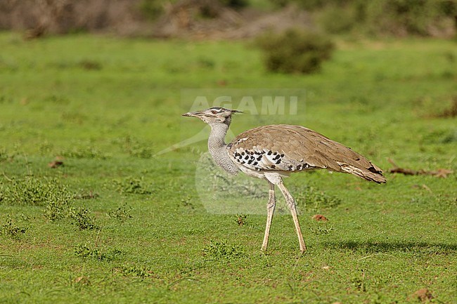 Koritrap, Kori Bustard, stock-image by Agami/Walter Soestbergen,