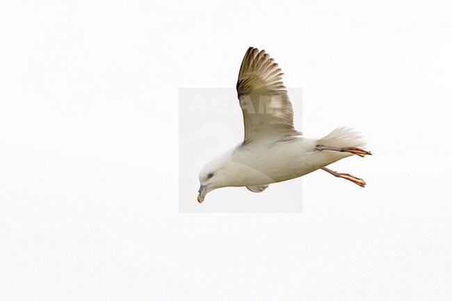 Noordse Stormvogel vliegend; Northern Fulmar flying; stock-image by Agami/Walter Soestbergen,