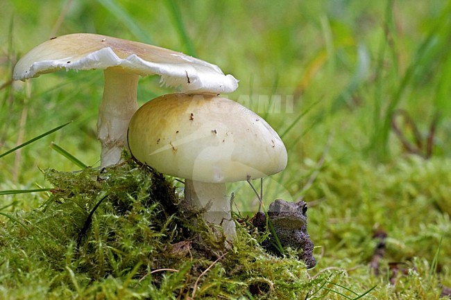 Onvolwassen Gewone pad bij paddestoelen; immature Common Toad near mushrooms stock-image by Agami/Rob Olivier,