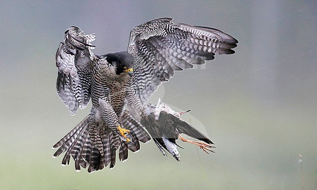 Peregrine (Falco peregrinus) with a Ruff (Philomachus pugnax) as prey at Vaala in Finland. stock-image by Agami/Markus Varesvuo,