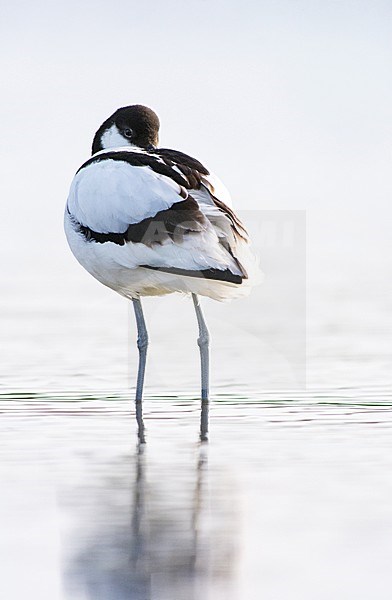 Kluut in water, Pied Avocet in water stock-image by Agami/Hans Germeraad,