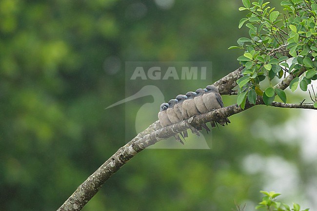 Ashy Woodswallow (Artamus fuscus) group sitting together on branch at Khao Yai National Park, Thailand stock-image by Agami/Helge Sorensen,