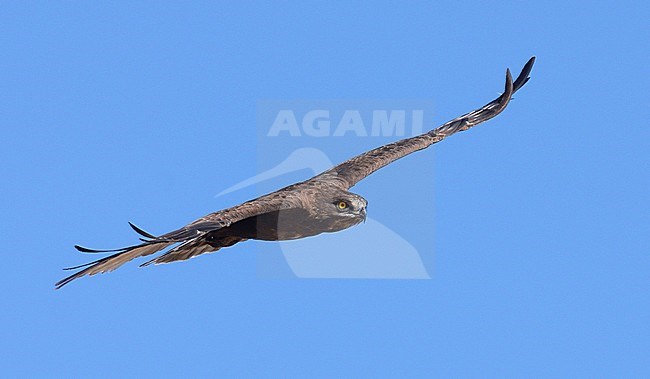 Bruine Slangenarend, Brown Snake-Eagle, Circaetus cinereus stock-image by Agami/Laurens Steijn,