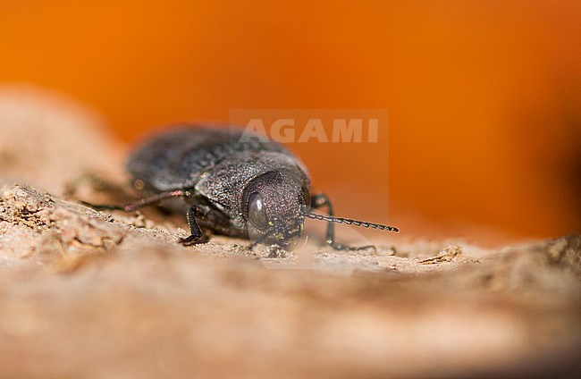 Buprestis rustica - Bauern-Prachtkäfer, Germany (Baden-Württemberg), imago stock-image by Agami/Ralph Martin,