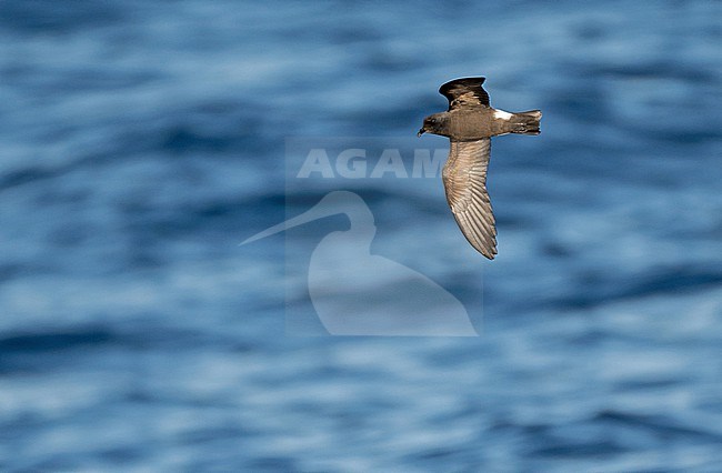 Monteiro's Storm Petrel, Oceanodroma monteiroi, in flight off the island Graciosa in the Azores, Portugal. Also known as Hydrobates monteiroi. stock-image by Agami/Pete Morris,