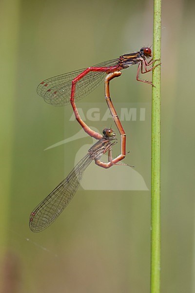 Copula imago Koraaljuffer; mating wheel adult Small Red Damselfly stock-image by Agami/Fazal Sardar,