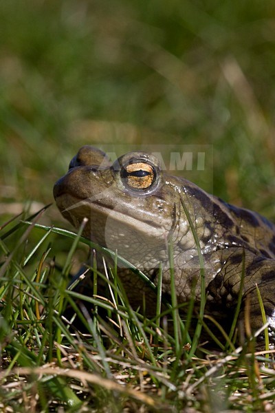 Gewone pad in het gras, Common toad in grass stock-image by Agami/Arnold Meijer,