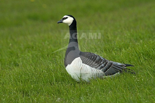 Barnacle Goose standing; Brandgans staand stock-image by Agami/Marc Guyt,