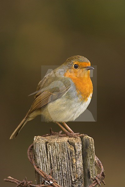 Adult European Robin (Erithacus rubecula) standing alert. stock-image by Agami/Danny Green,