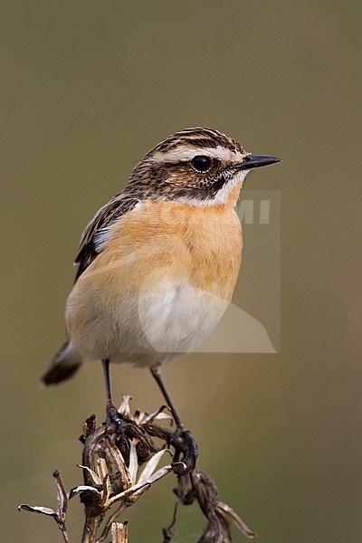 Whinchat (Saxicola rubetra), Poland, adult male stock-image by Agami/Ralph Martin,