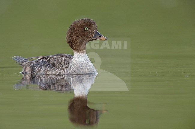 Adult female Barrow's Goldeneye (Bucephala islandica) swimming in a lake in the Kamloops, British Columbia, in June 2015. stock-image by Agami/Brian E Small,