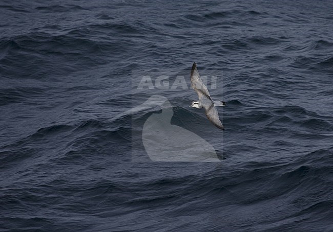 Antarctic Prion flying over the sea; Antarctische Prion, Pachyptila desolata vliegend boven zee stock-image by Agami/Marc Guyt,