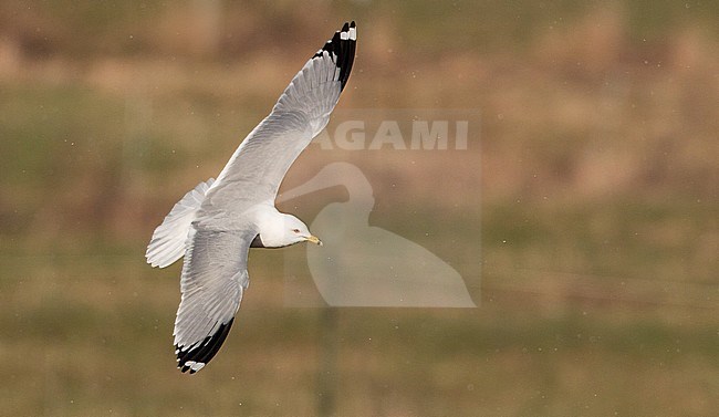 Adult Ring-billed Gull (Larus delawarensis) in flight, seen from above, in the United States. stock-image by Agami/Ian Davies,