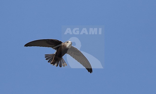 Juvenile Little Swift (Apus affinis) in flight at Chipiona, Spain. stock-image by Agami/Helge Sorensen,