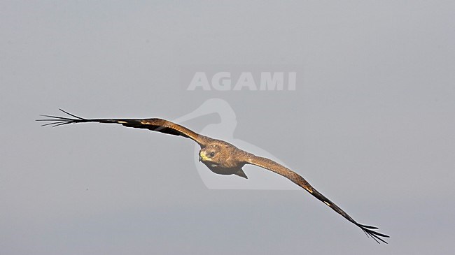 Wespendief in vlucht; European Honey Buzzard in flight stock-image by Agami/Markus Varesvuo,