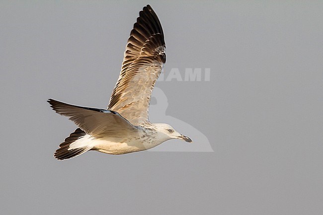 Steppe Gull - Barabamöwe - Larus barabensis, Oman, 2nd W stock-image by Agami/Ralph Martin,