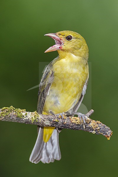 Vrouwtje Zwartvleugeltangare, Female Scarlet Tanager stock-image by Agami/Brian E Small,