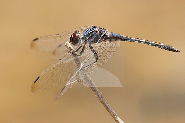 Mannetje Blauwe zonnewijzer, Male Trithemis festiva stock-image by Agami/Wil Leurs,