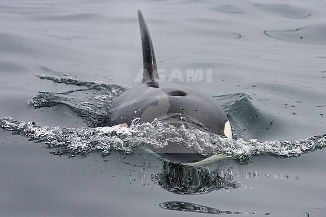 Orka aan het oppervlak; Killer Whale at the surface stock-image by Agami/Martijn Verdoes,