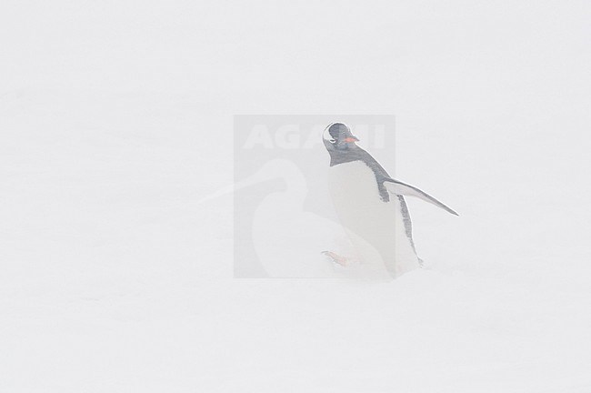 A gentoo penguin, Pygoscelis papua, in a snowstorm, Neko Harbour, Antarctica. Antarctica. stock-image by Agami/Sergio Pitamitz,