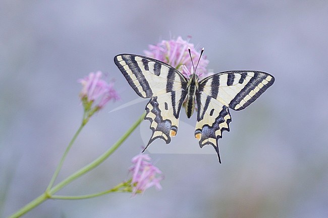 The Alexanor (Papilio alexanor) or Southern Swallowtail, perched on top of small purple flower in Mercantour in France. Seen from above. stock-image by Agami/Iolente Navarro,