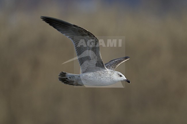 Yellow-legged Gull flying; Geelpootmeeuw vliegend stock-image by Agami/Daniele Occhiato,