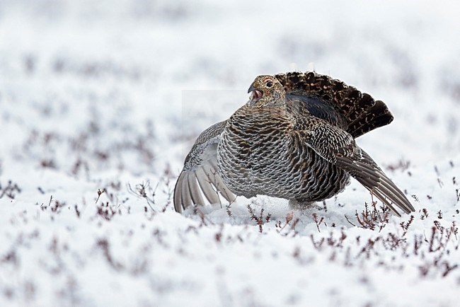 Vrouwtje Korhoen, Black Grouse female stock-image by Agami/Markus Varesvuo,