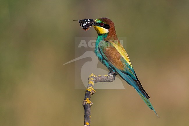 Bijeneter met prooi, European Bee-eater with prey stock-image by Agami/Daniele Occhiato,