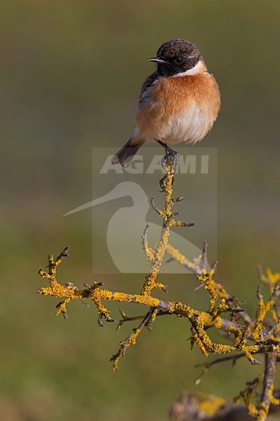 Mannetje Roodborsttapuit; Male European Stonechat stock-image by Agami/Daniele Occhiato,