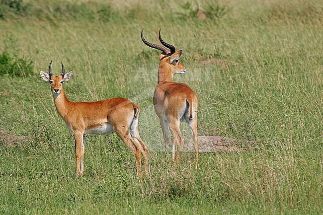 Ugandan kob (Kobus kob thomasi) stock-image by Agami/Pete Morris,